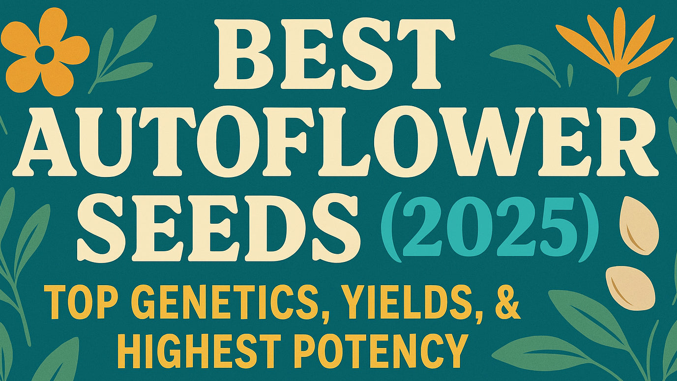 Best Autoflower Seeds [2025] | Best Strains & Where to Buy