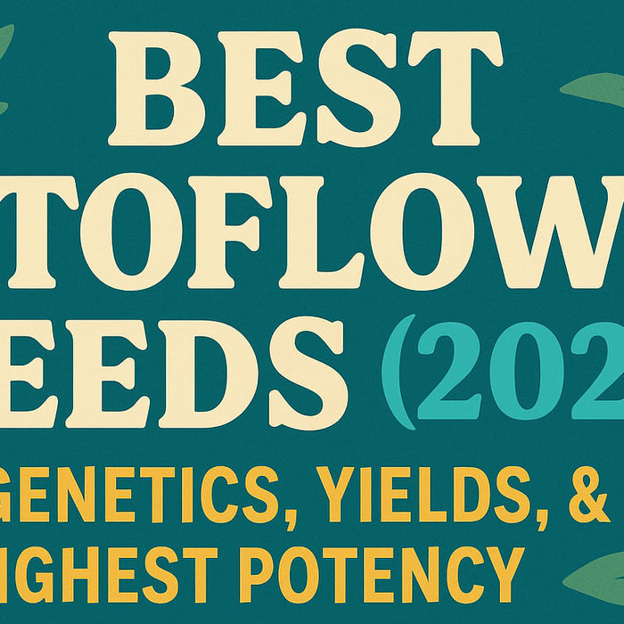 Best Autoflower Seeds [2025] | Best Strains & Where to Buy