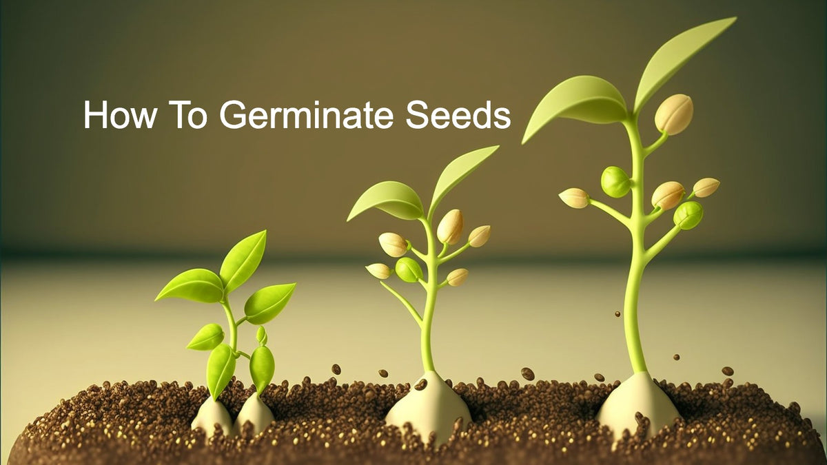 How To Germinate Seeds — LED Grow Lights Depot